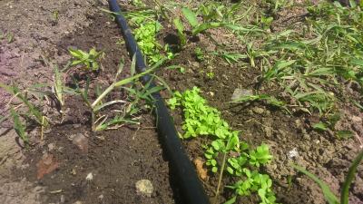 Прикрепленное изображение: DSC_0063.JPG